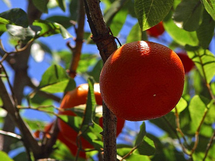 Oranges_fruit_trees