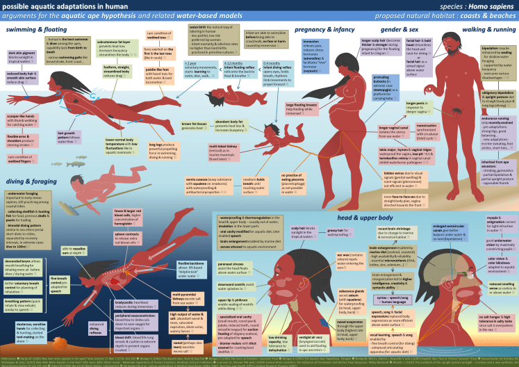 human_aquatic_adaptations