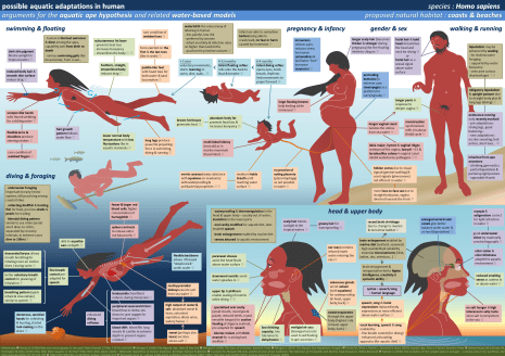 human_aquatic_adaptations